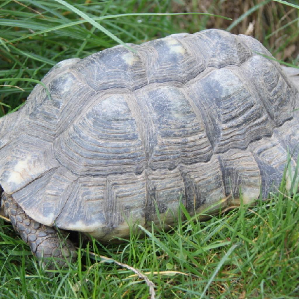 breitrandschildkroete.jpg