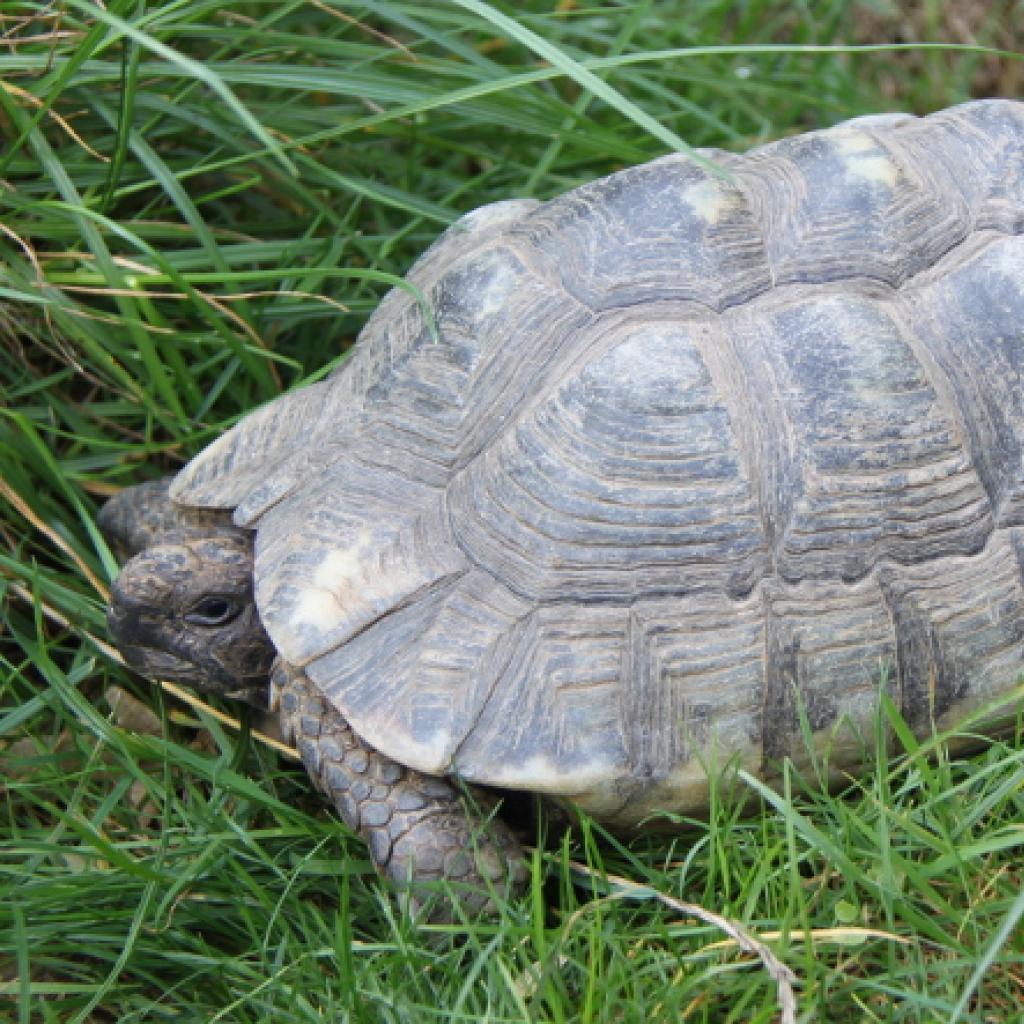 breitrandschildkroete.jpg