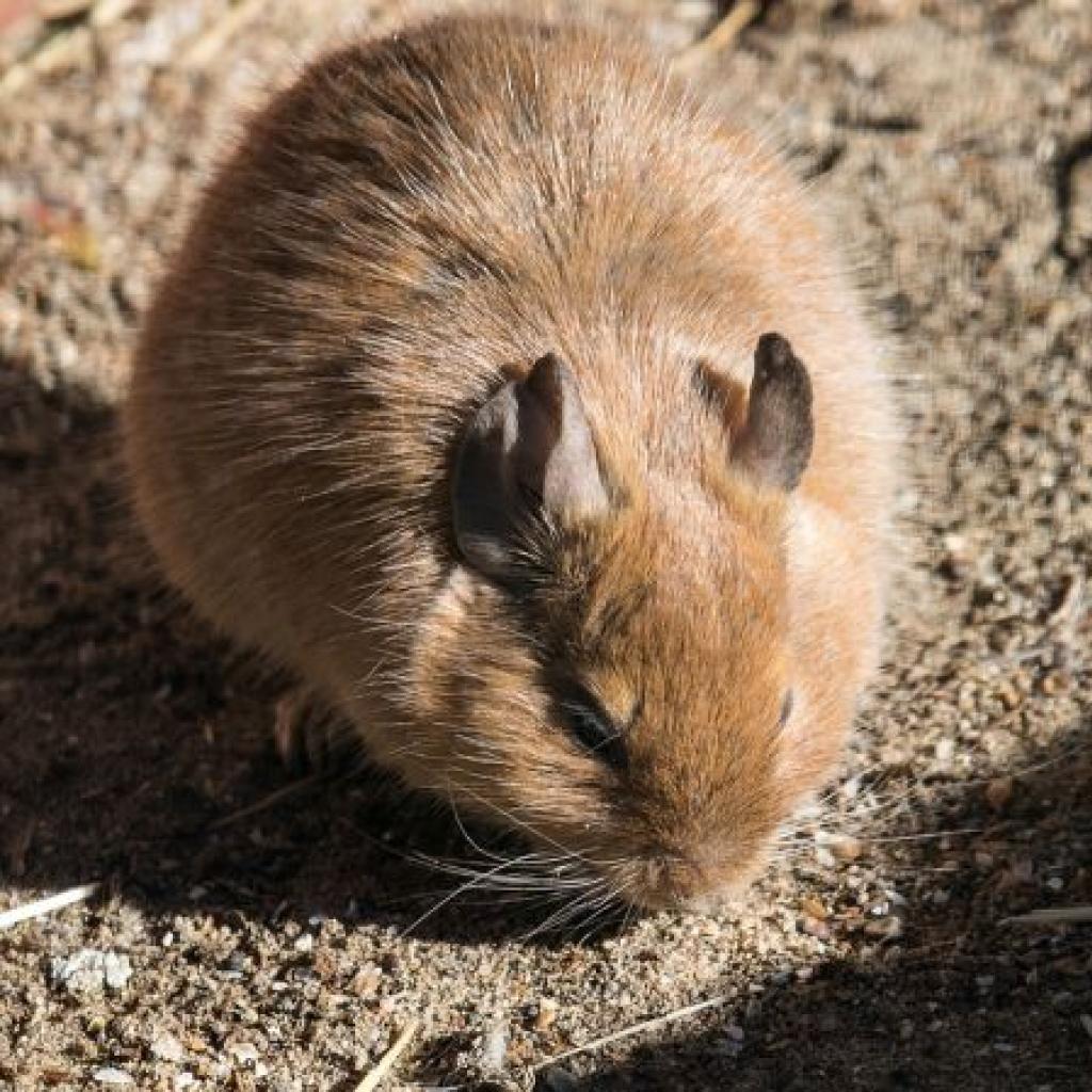 degu_-_pixabay.jpg