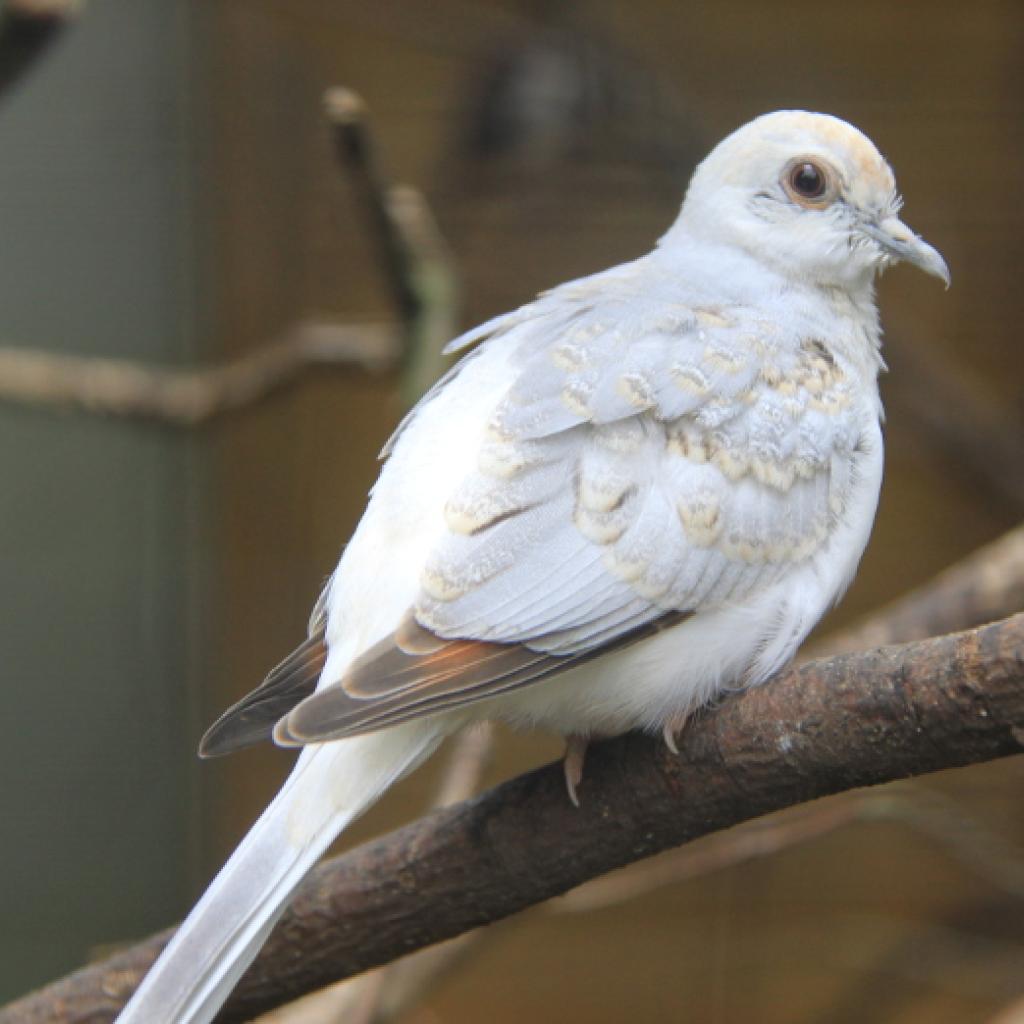 diamanttaeubchen.jpg