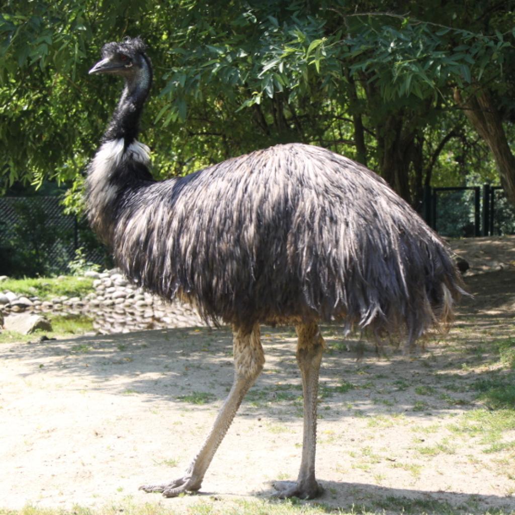 emu.jpg