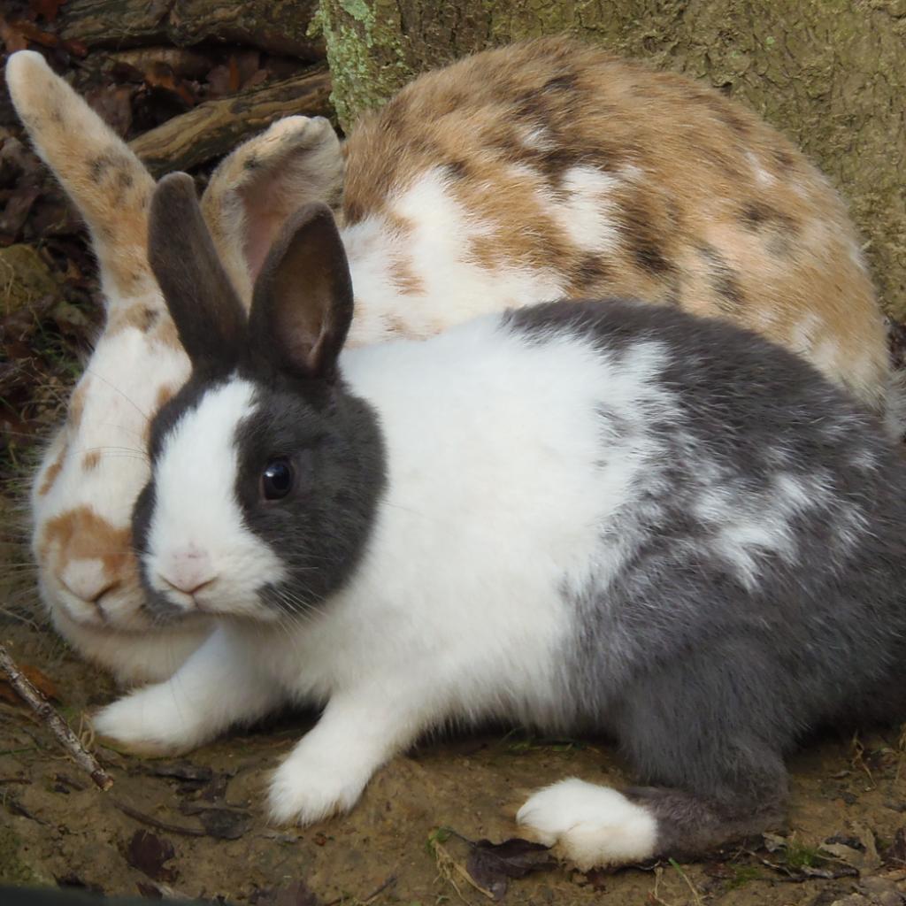 hauskaninchen.jpg