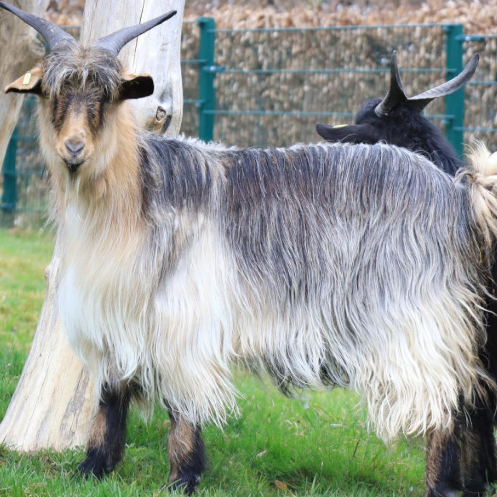 Langhaarziege