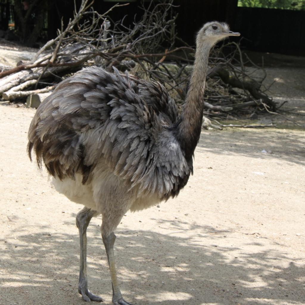 nandu.jpg