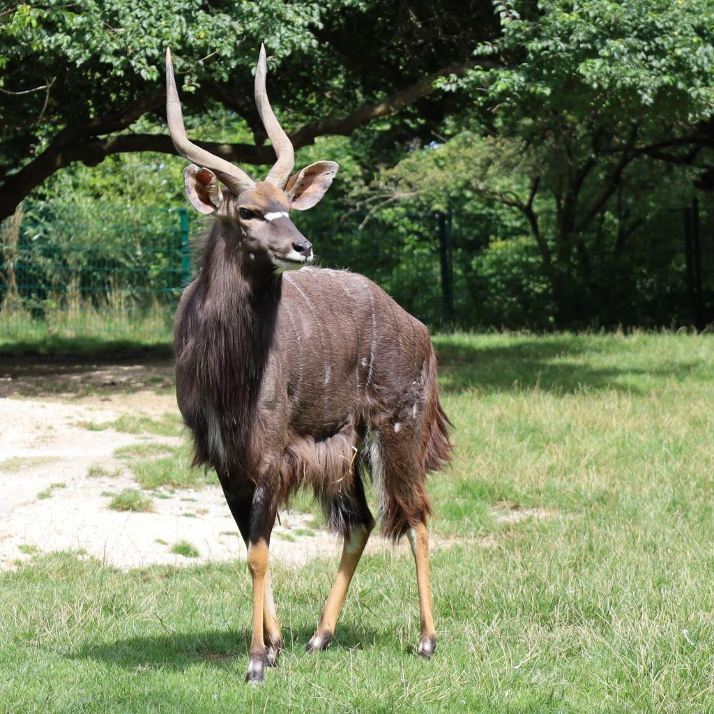 nyala.jpg