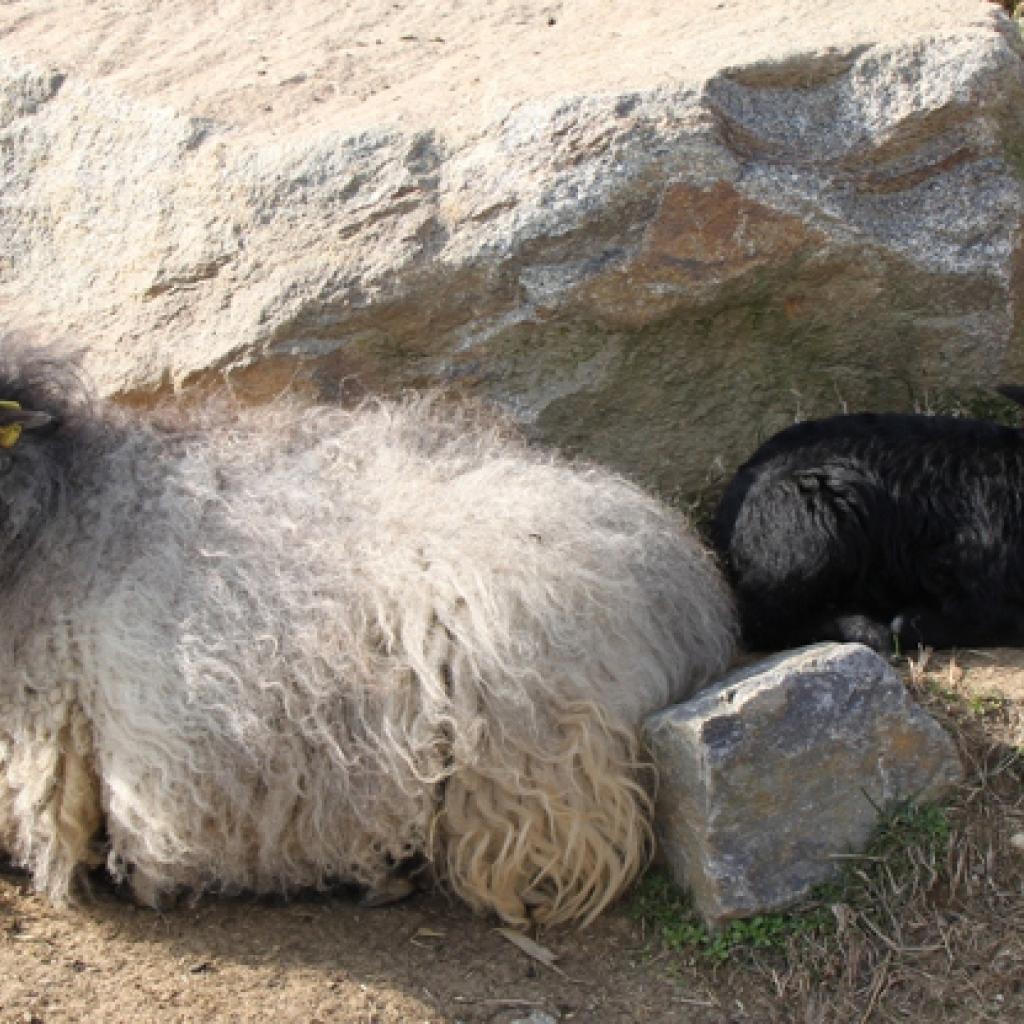 ouessantschaf.jpg