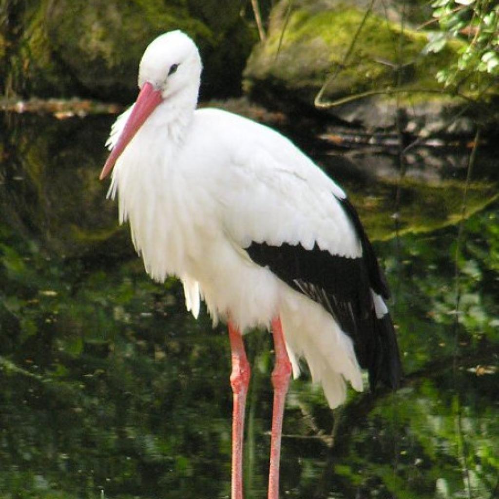 storch.jpg