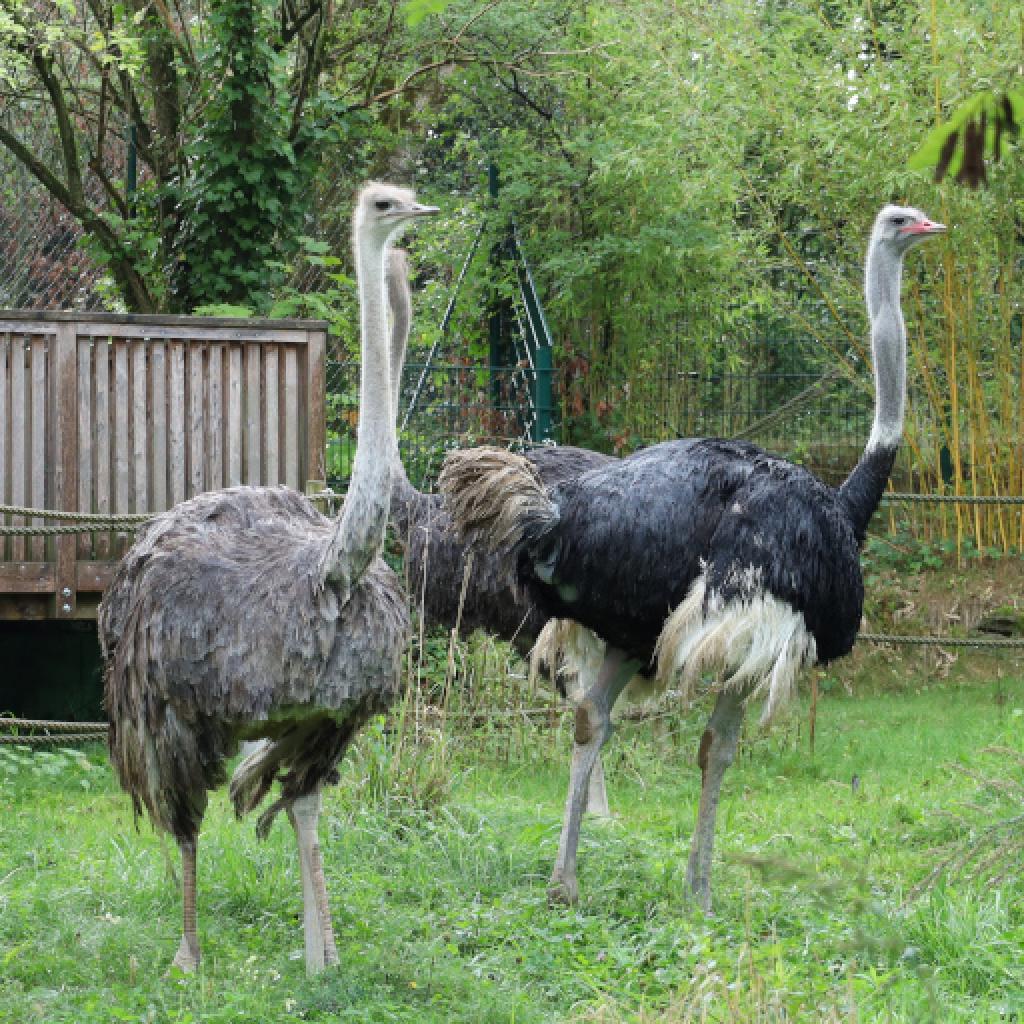 Vogelstrauß