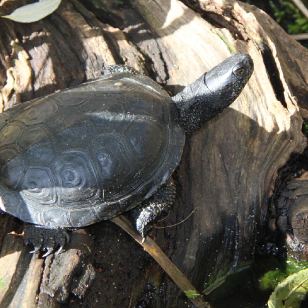 sumpfschildkroete.jpg