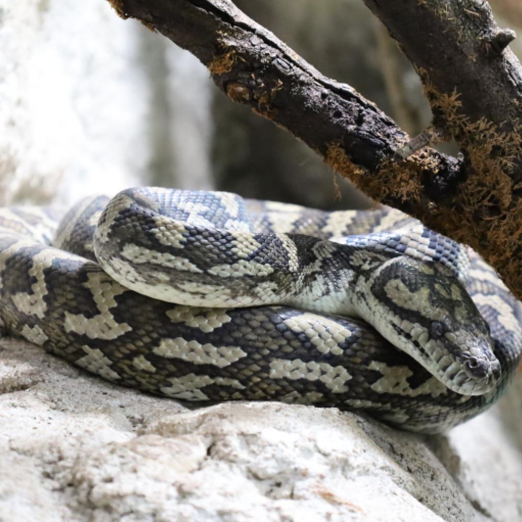 Teppichpython