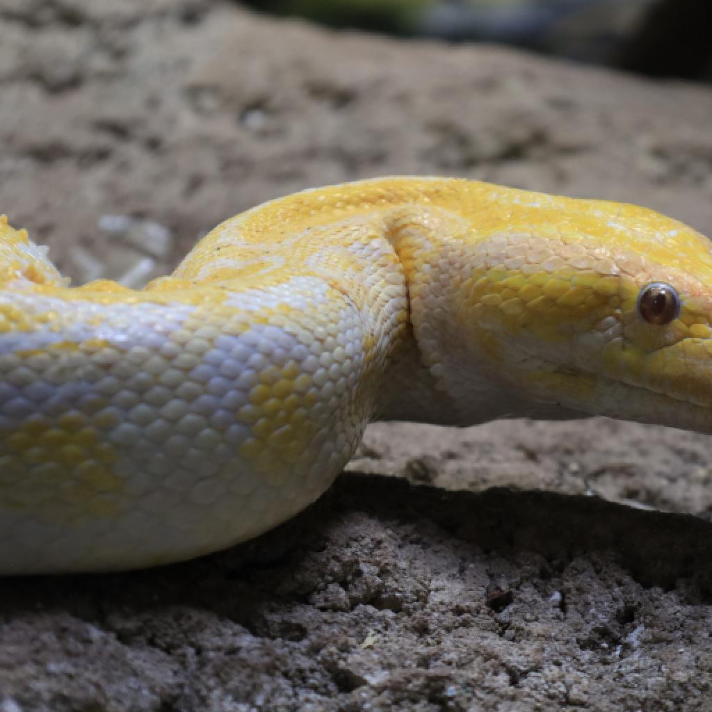 Tigerpython
