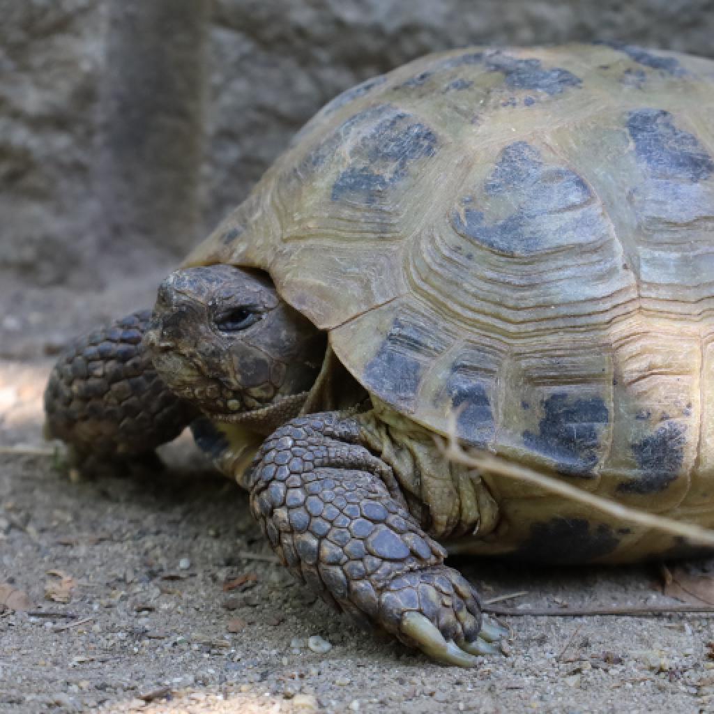 Vierzehen Schildkröte