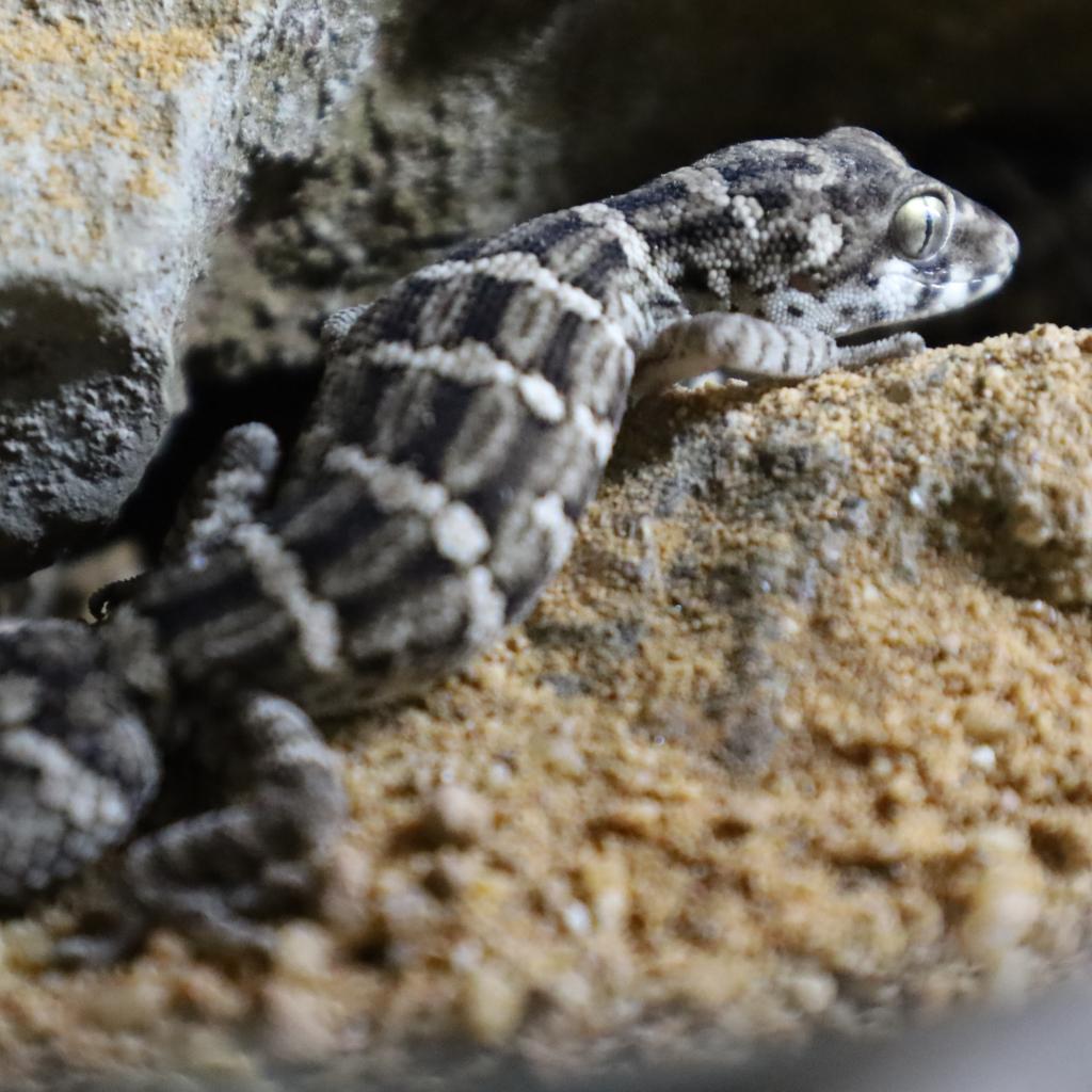 Viperngecko1