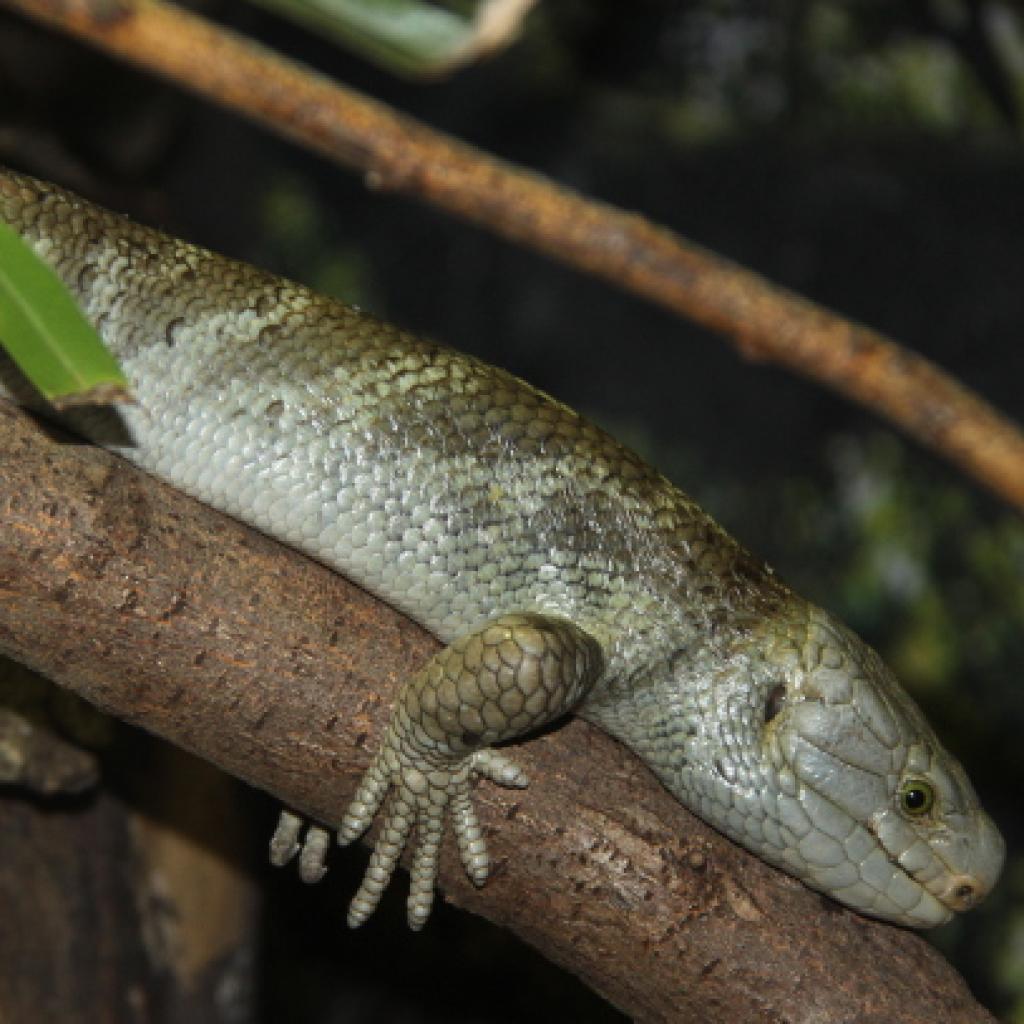 wickelschwanzskink.jpg