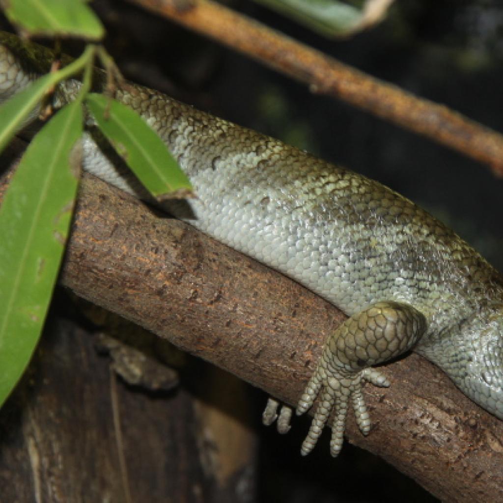 wickelschwanzskink.jpg