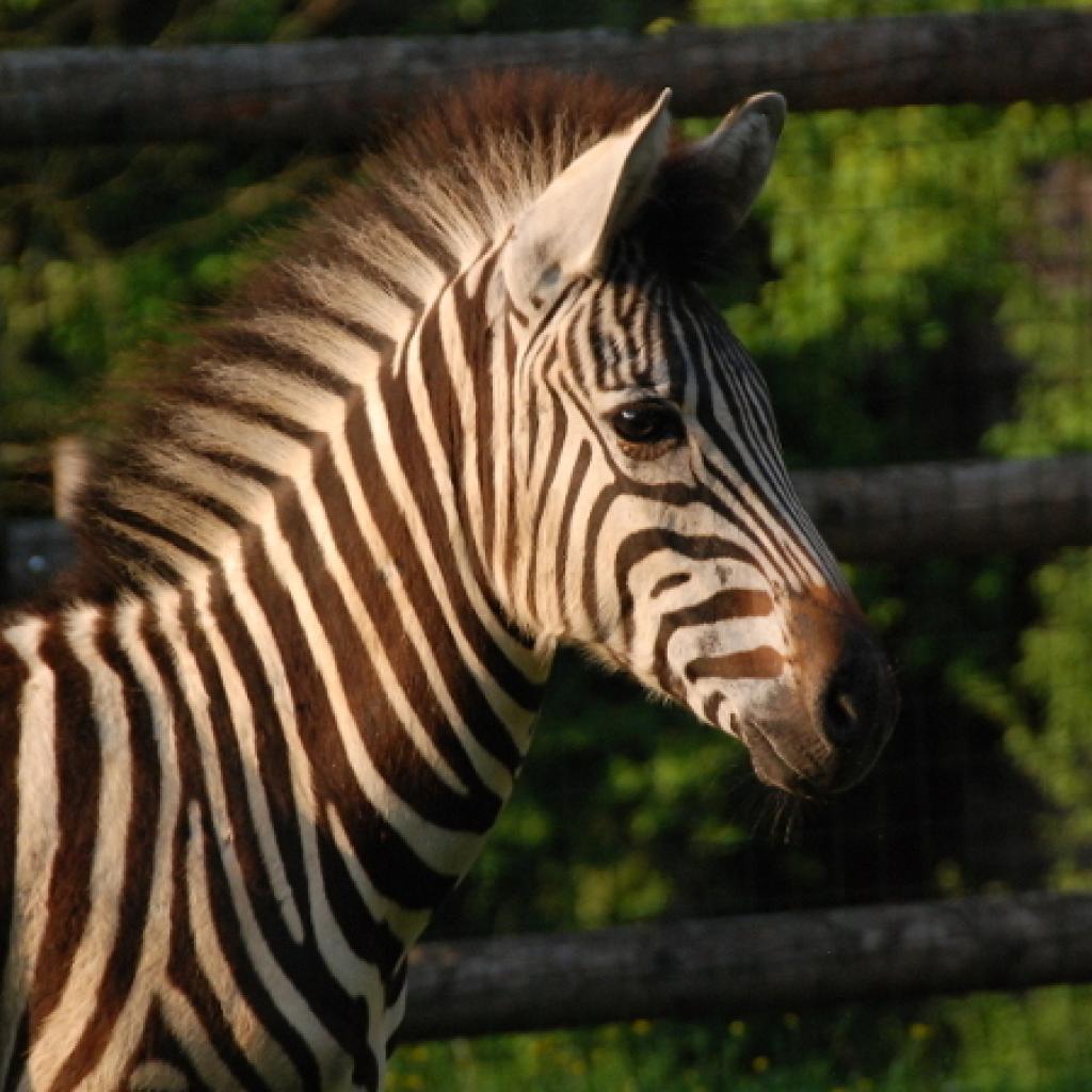 zebra.jpg